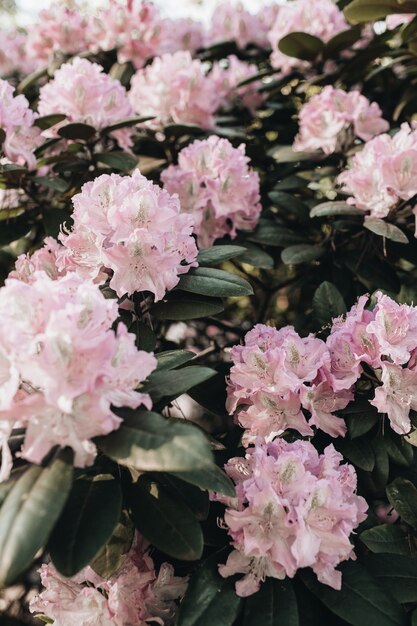 Primer plano de hermosas flores de rododendro rosa florecen bush