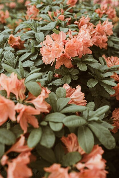 Primer plano de hermosas flores de rododendro rosa florecen bush