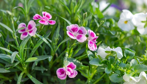 Foto primer plano de hermosas flores rosadas de clavel y fondo de viola blanco floreciendo en un jardín