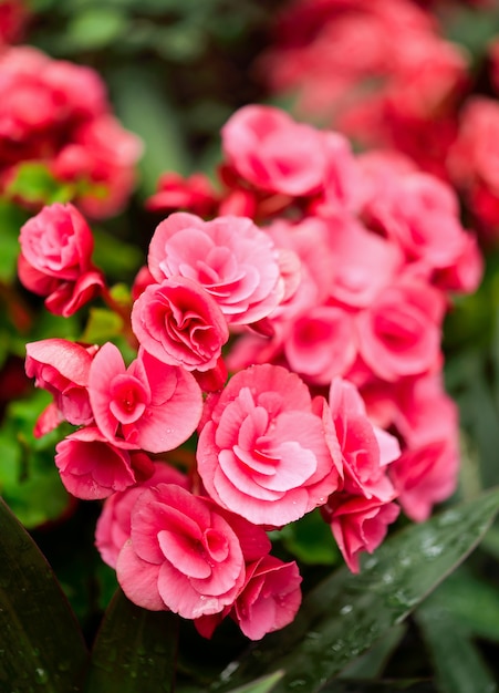 Primer plano de hermosas flores rosadas en el jardín