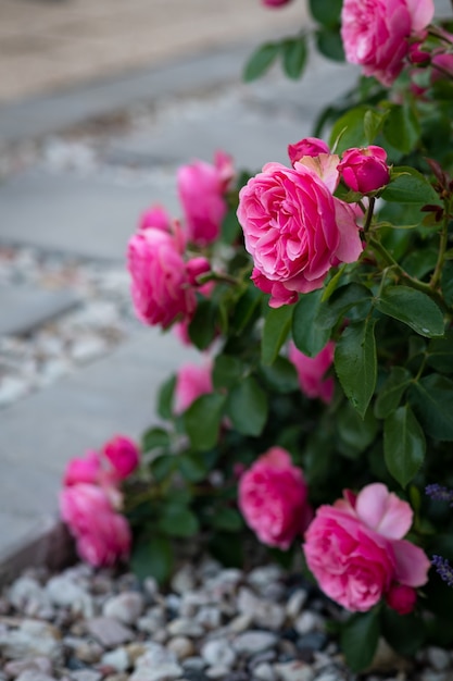 Primer plano de hermosas flores rosadas