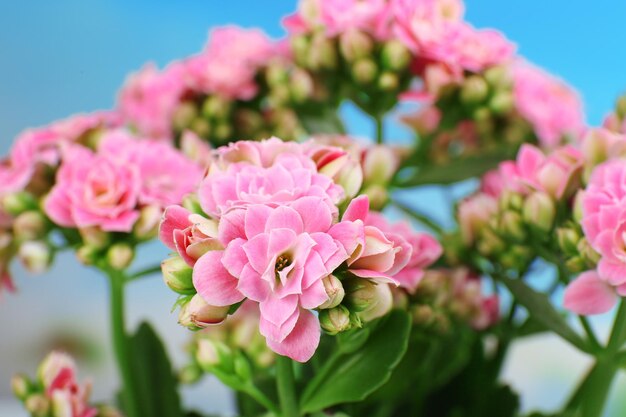 Primer plano de hermosas flores rosadas