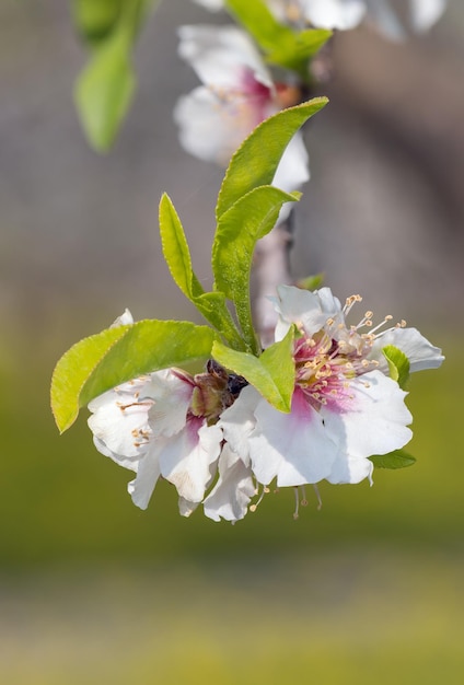 Primer plano de hermosas flores rosas blancas de un almendro floreciente en un huerto de almendros