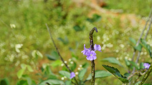 Primer plano de hermosas flores de Stachytarpheta jamaicensis, también conocida como hierba de serpiente azul claro, hierba de porter azul, etc.