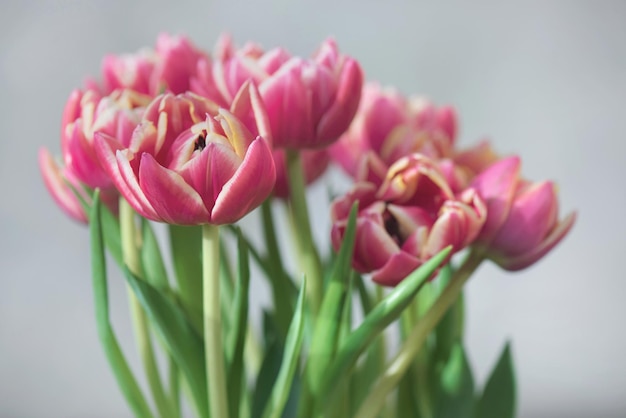 primer plano de hermosas flores de tulipán de doble flor rosadas aisladas en un fondo claro