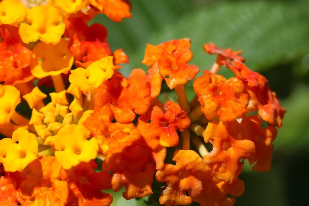 Primer plano de hermosas flores