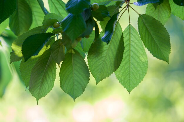 Primer plano de hermosas hojas de cerezo brillantes frescas iluminadas por el sol colgando como cortina sobre fondo de espacio de copia bokeh borrosa brillante. Concepto de belleza y protección de la naturaleza, agricultura y jardinería.