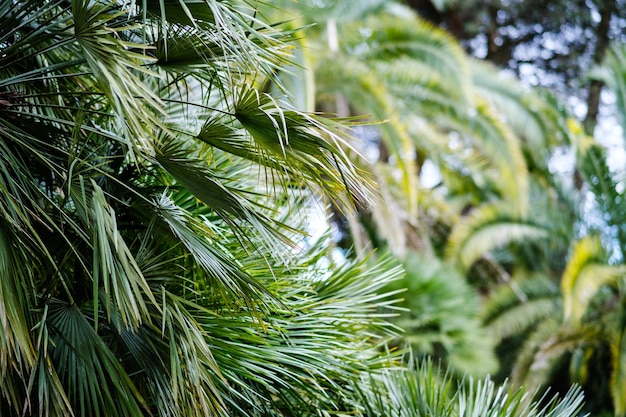 Primer plano de hermosas hojas de palma Fondo tranquilo natural con hojas de palma Cuidado de la naturaleza