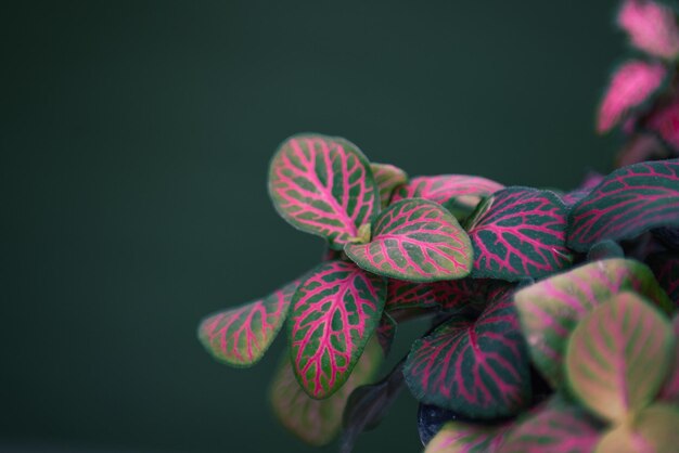 Primer plano de hermosas hojas de plantas Fittonia