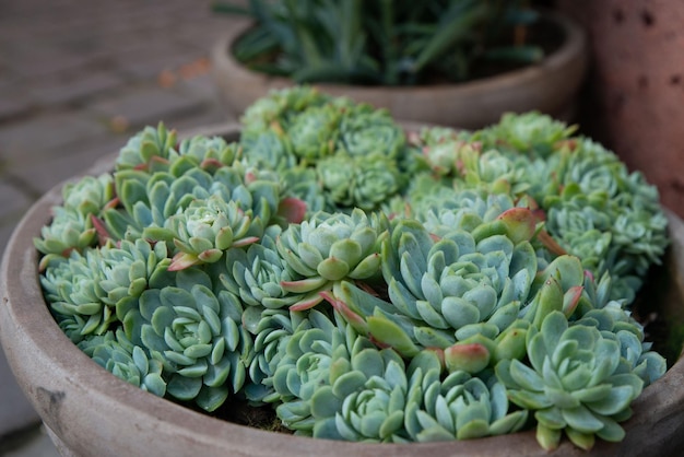 Un primer plano de las hermosas plantas suculentas verdes de Echeveria elegans en una olla de arcilla