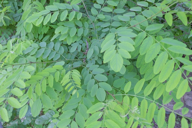 Primer plano de hermosas ramas verdes de acacia