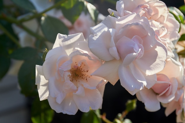 Primer plano de hermosas rosas blancas de primavera con pétalos grandes