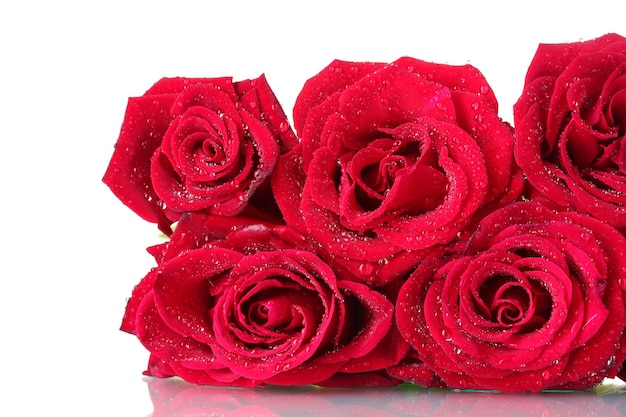 Primer plano de hermosas rosas rojas