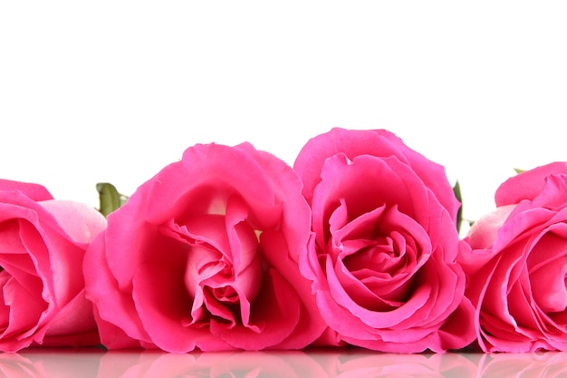 Primer plano de hermosas rosas rosadas aislado en blanco