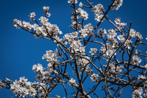 Primer plano de un hermoso árbol en flor con nueces badam sobre un fondo borroso enfoque selectivo suave