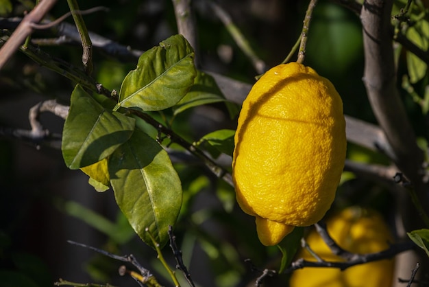 Primer plano hermoso árbol con limón grande amarillo rodeado de muchas hojas verdes brillantes enfoque suave