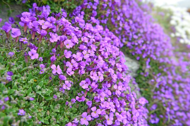 Primer plano de un hermoso arbusto de flores de campana púrpura que florece en una pared