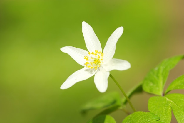 Primer plano, de, hermoso, bosque, flores blancas