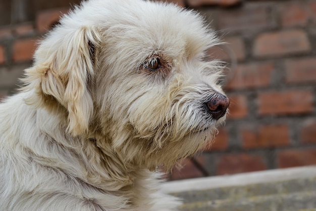 Primer plano de hermoso cachorro peludo blanco, concepto de abandono, rescate o adopción.