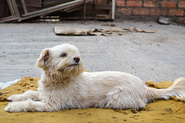 Primer plano de hermoso cachorro peludo blanco, concepto de abandono, rescate o adopción.