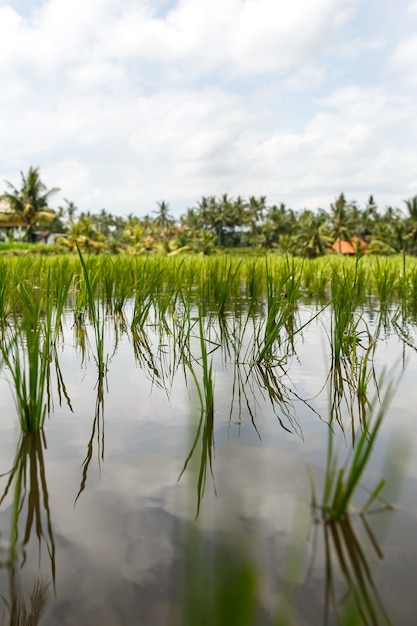 Primer plano de un hermoso campo de arroz.