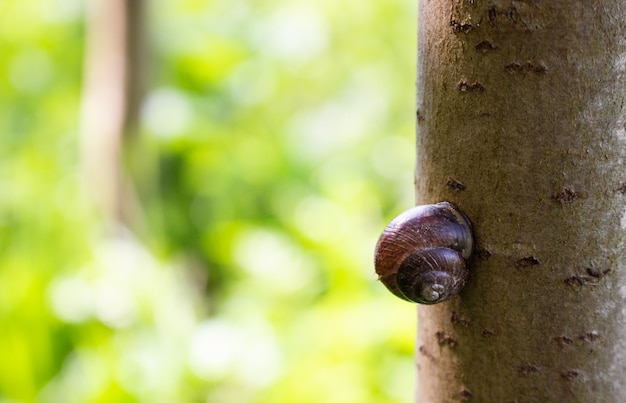 Primer plano de un hermoso caracol. Caracol arrastrándose por el tronco.