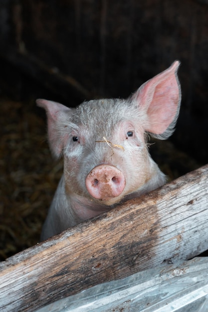 Primer plano de un hermoso cerdo en una granja en un día soleado