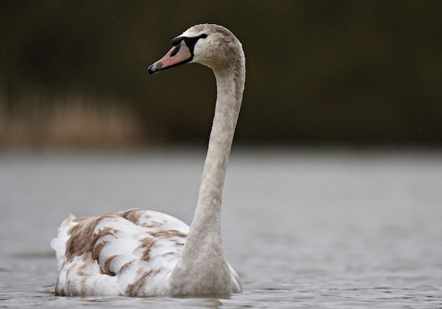 Primer plano de un hermoso cisne nadando en un lago