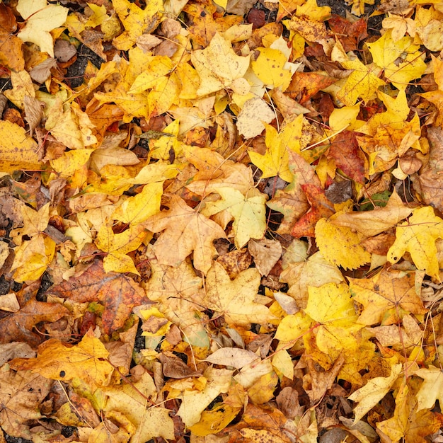Primer plano de un hermoso y colorido otoño brillante tirado en el suelo. Endecha plana. Concepto de otoño