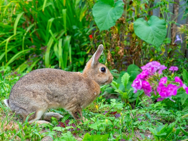 Primer plano de un hermoso conejo lindo sentado entre la hierba y floreciendo en la tarde de verano. Mascota, conejos