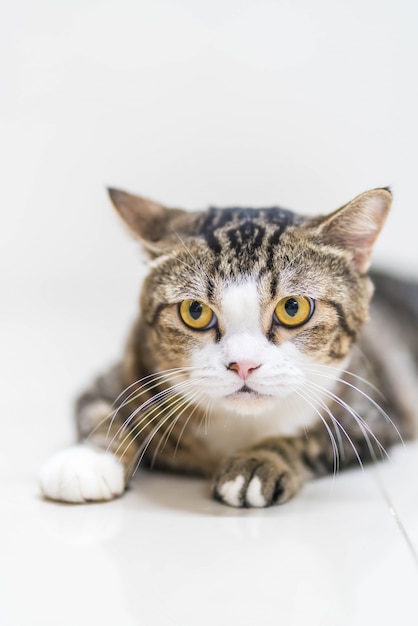 Primer plano hermoso gato gris