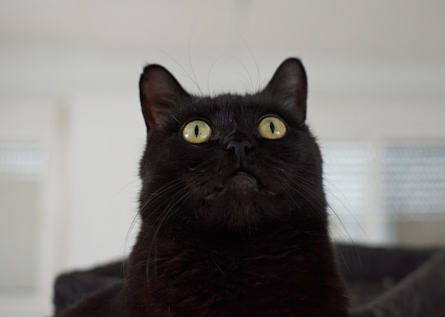 Un primer plano de un hermoso gato negro con ojos verdes en borrosa