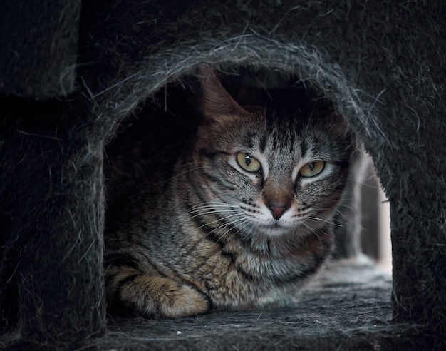 Un primer plano de un hermoso gato rayado escondido en una cama