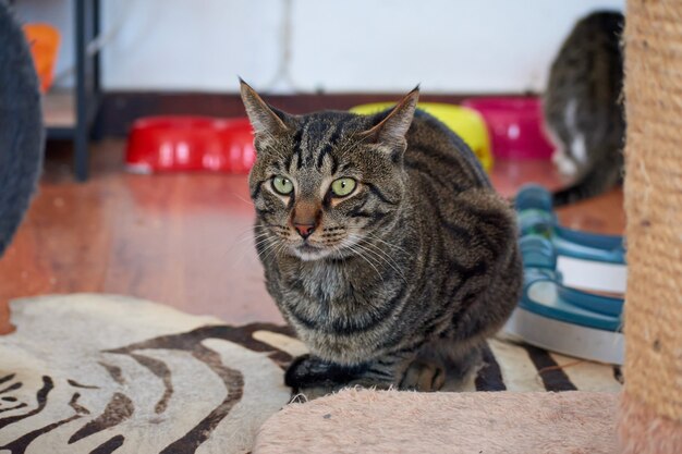 Un primer plano de un hermoso gato rayado con ojos verdes