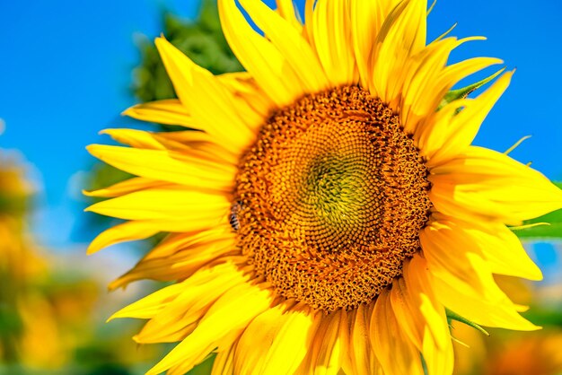 Primer plano de un hermoso girasol en un campo