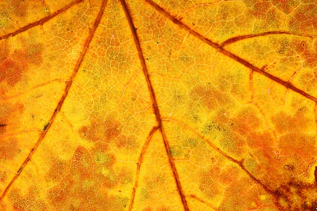 Foto primer plano hermoso de la hoja de arce. foto de alta calidad