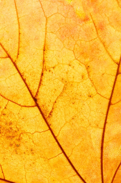 Primer plano hermoso de la hoja de arce. Foto de alta calidad