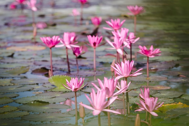 Primer plano hermoso lirio de agua flor de loto color rosa. Plantas de flor de loto