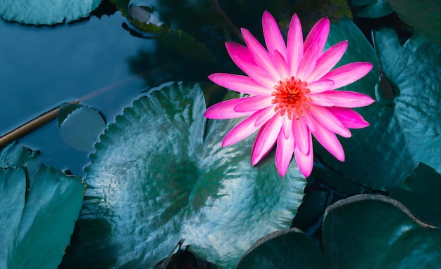 Primer plano de un hermoso nenúfar rosa y una hoja de loto en el fondo azul de la flor de loto