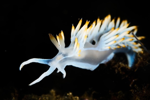 Primer plano de un hermoso nudibranquio en el mar Mediterráneo