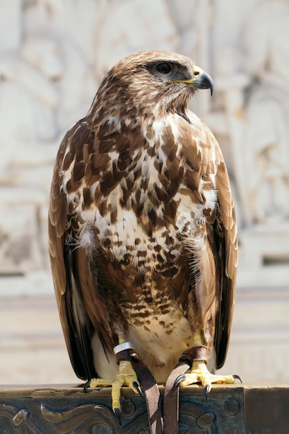 Primer plano hermoso pájaro águila