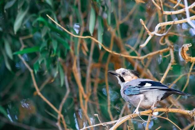 Primer plano hermoso pájaro en un árbol entre el follaje. Foto de alta calidad