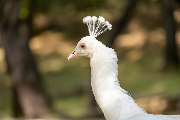 Primer plano de un hermoso pavo real blanco con plumas