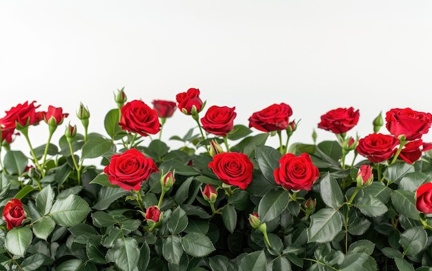 Un primer plano de un hermoso ramo de rosas rojas sobre un fondo blanco