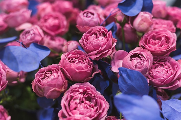 Primer plano de un hermoso ramo de rosas rosadas