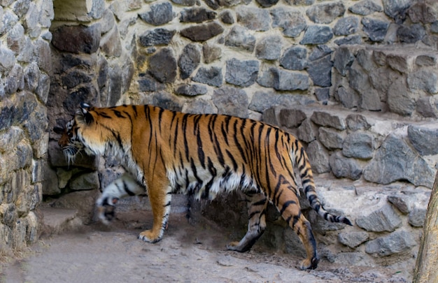 Primer plano de un hermoso tigre, en el fondo.