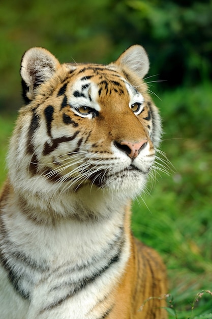 Primer plano, hermoso, tigre, en, pasto o césped