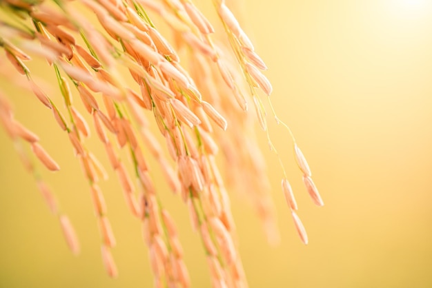 Primer plano de hermosos campos de arroz dorado. Orejas de arroz sobre fondo de campo de arroz borroso.