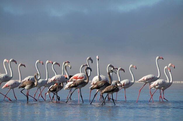 Foto primer plano de hermosos flamencos africanos que están de pie en el agua tranquila con el reflejo de namibia