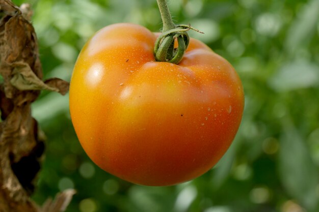 Primer plano de hermosos tomates en el jardín